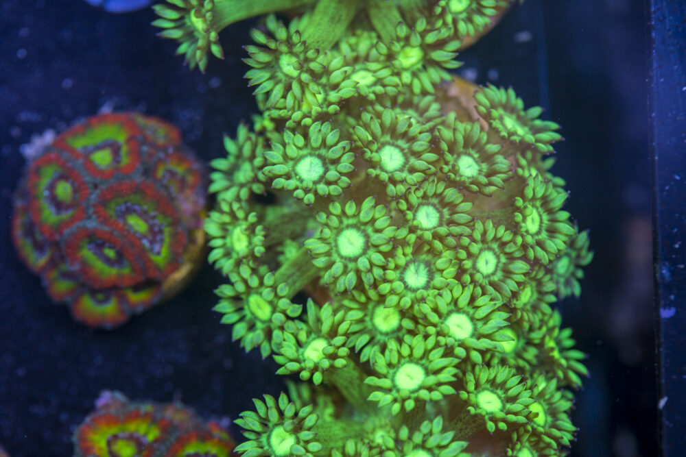 Goniopora