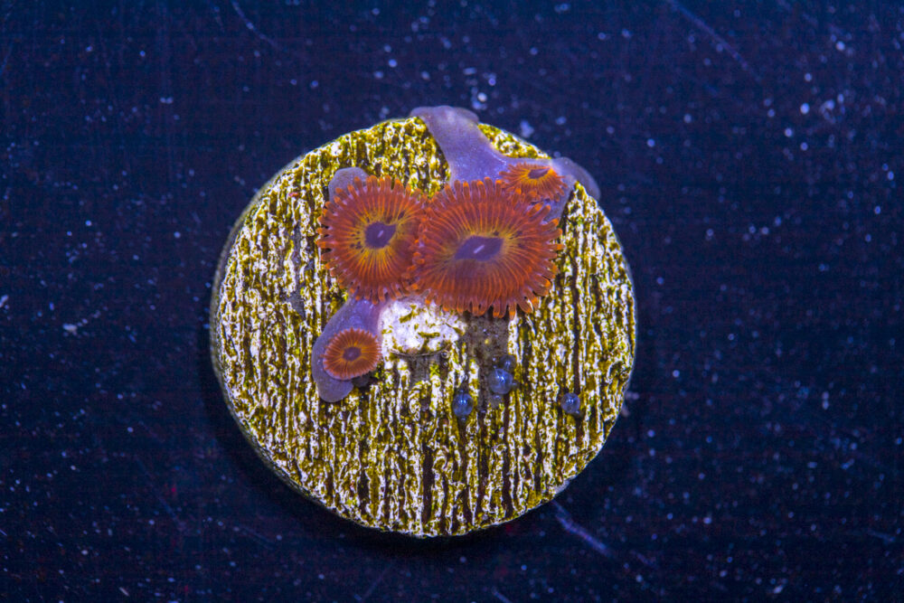 Zoanthids - Diabolique