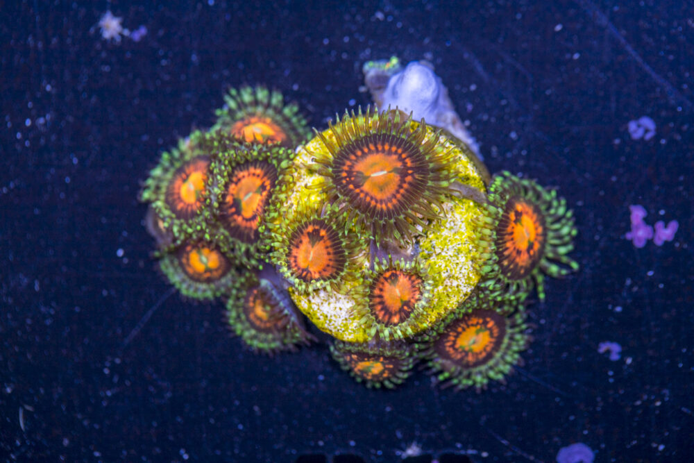 Zoanthids - Rainbow Incinerator