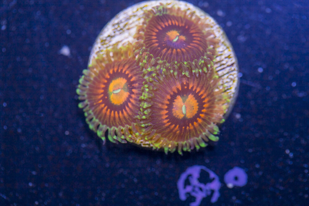 Zoanthids - Rainbow Incinerator