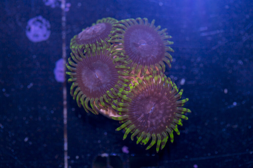 Zoanthids - Purple Monster