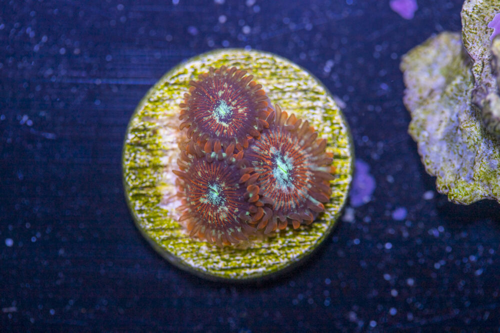 Zoanthids - Magicians