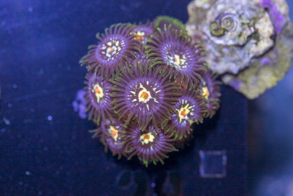Zoanthids - Pinwheel