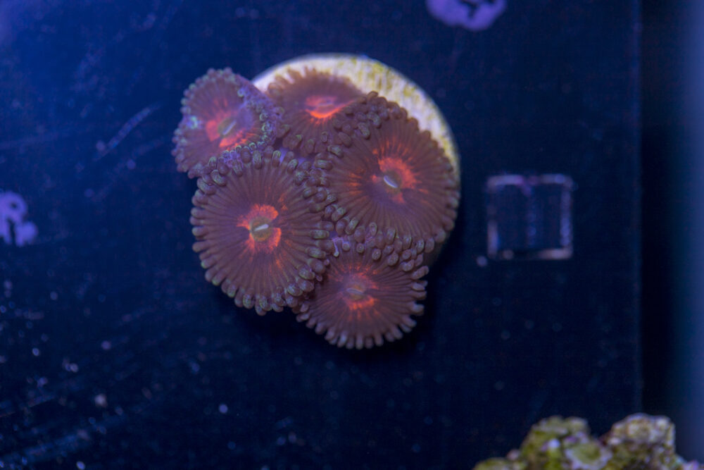 Zoanthids - God of War