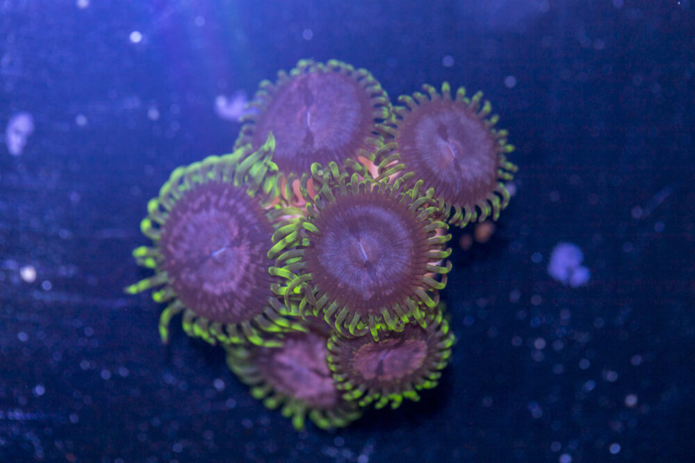 Zoanthids - Purple Monster