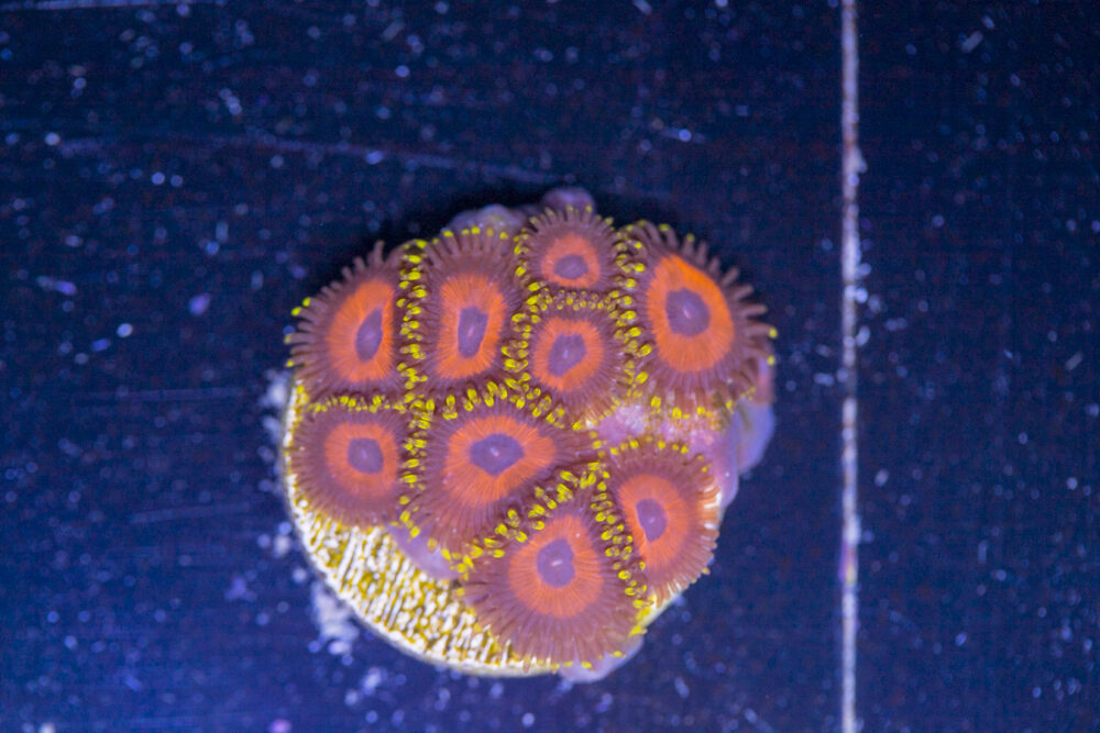 Zoanthids - Whamming Watermelon