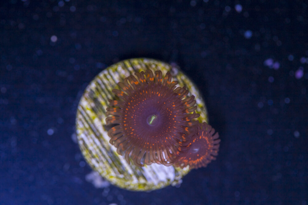 Zoanthids - Darth Maul