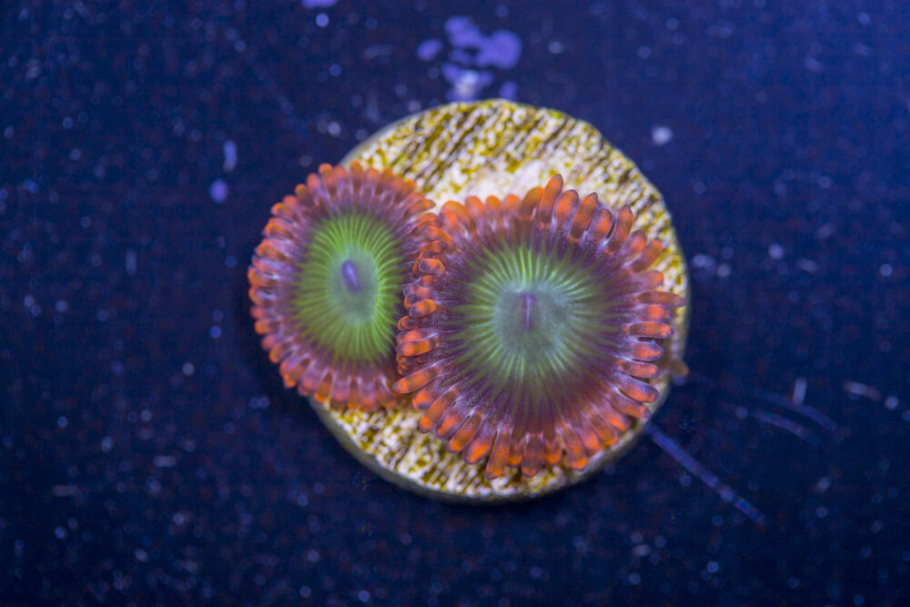 Zoanthids - Electric Oompa Loompa