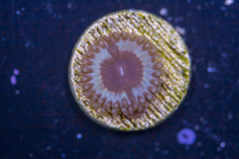 Zoanthids - Vampire In Drag