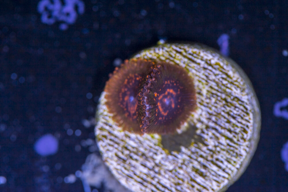 Zoanthids - JF Azz Krak