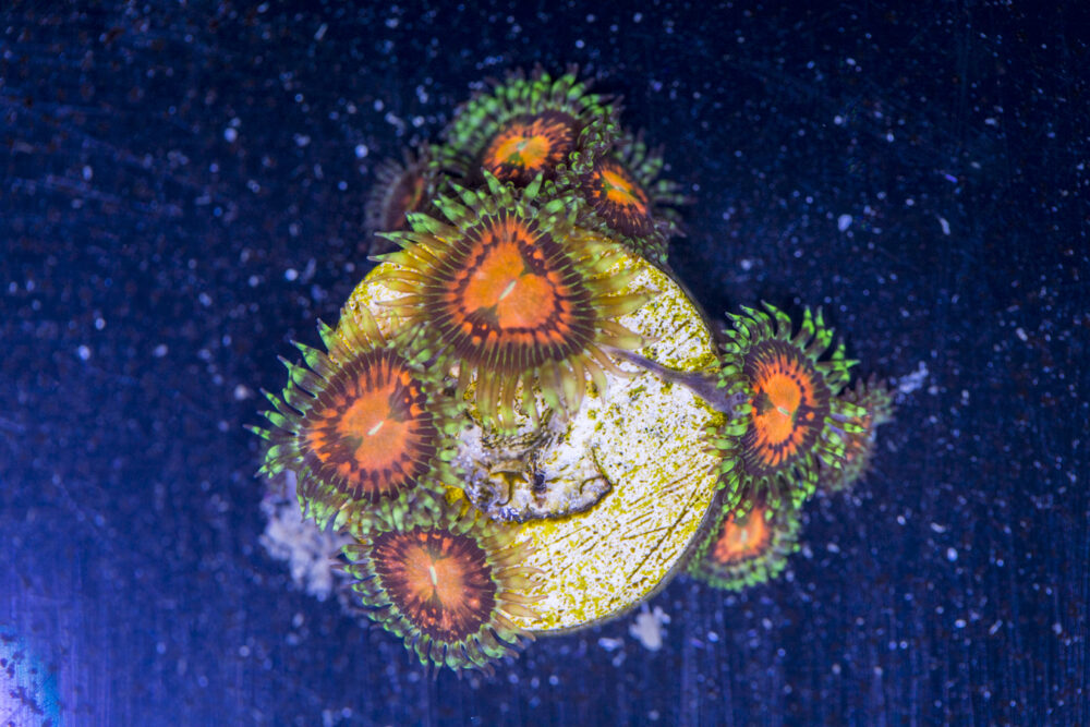 Zoanthids - Rainbow Incinerator