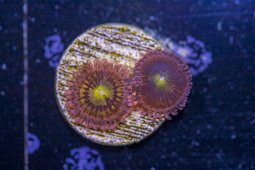 Zoanthids - Alien Anti Venom