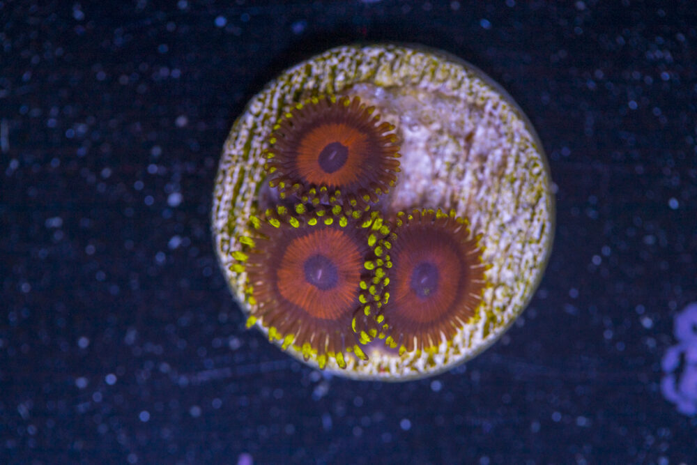 Zoanthids - Whamming Watermelon