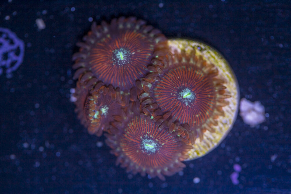 Zoanthids - Magicians