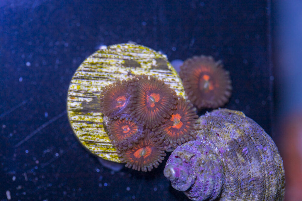 Zoanthids - God of War