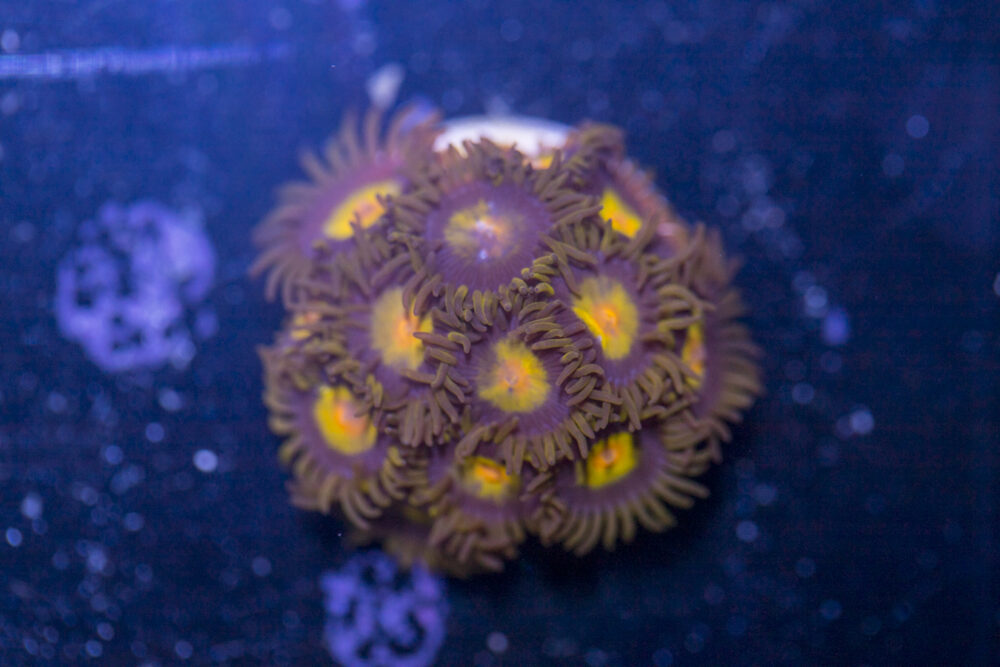 Zoanthids - Tutti Fruitti