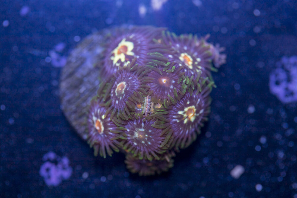 Zoanthids - Pinwheel
