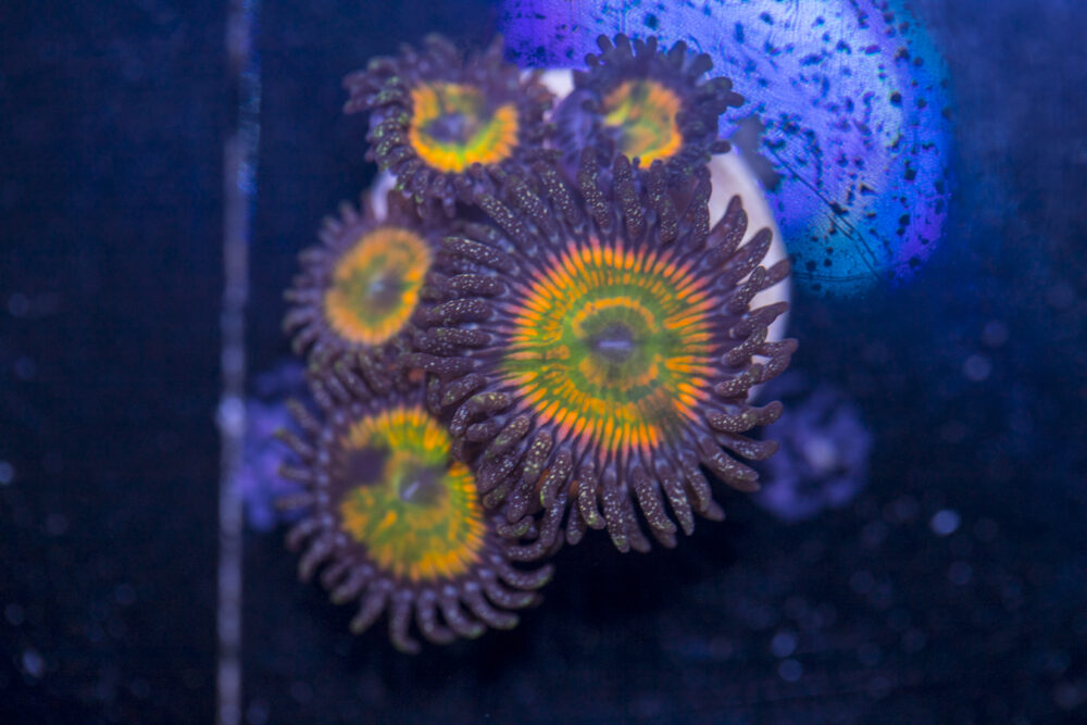 Zoanthids - Sunny D