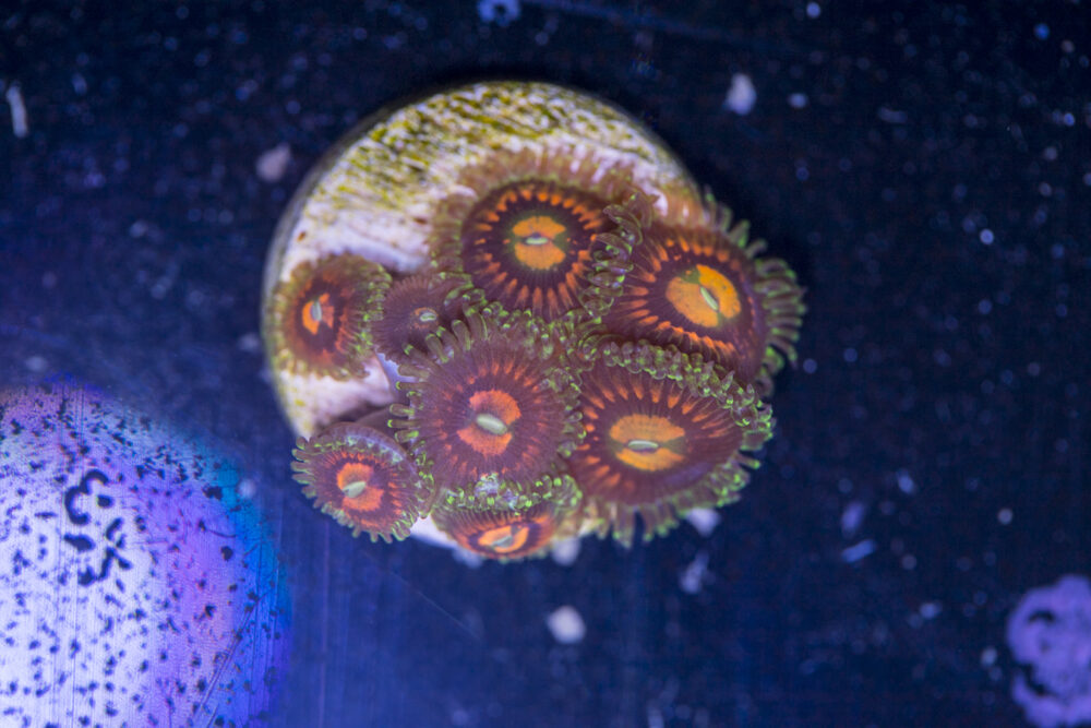 Zoanthids - Rainbow Incinerator