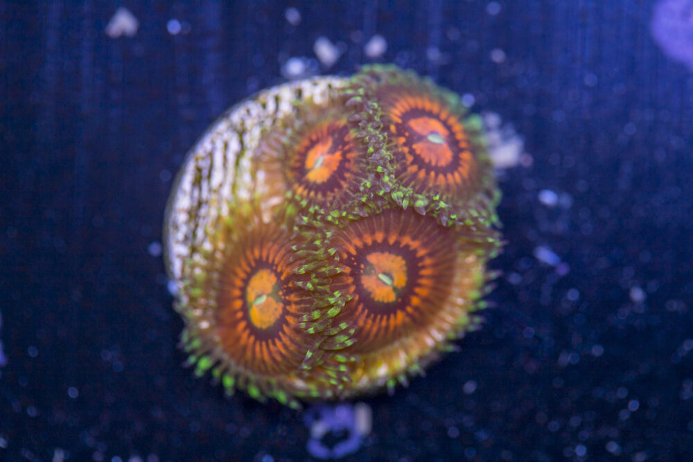 Zoanthids - Rainbow Incinerator