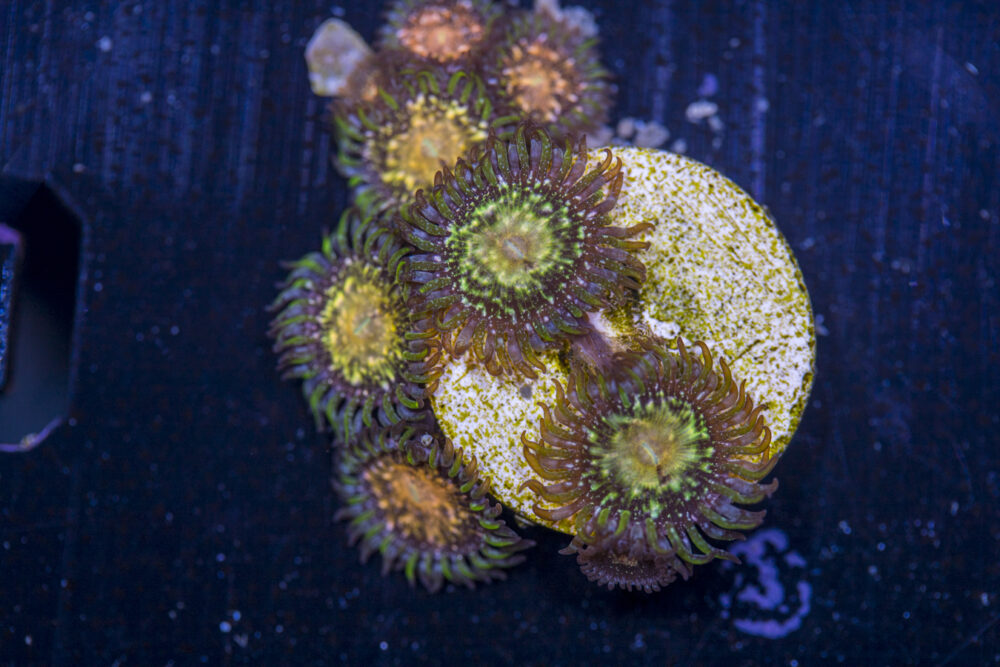 Zoanthids - Yoshi's Island