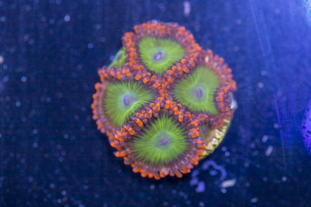 Zoanthids - Electric Oompa Loompa