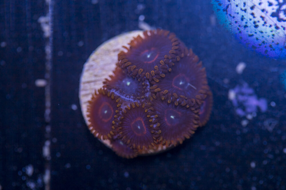 Zoanthids - Red Hornet