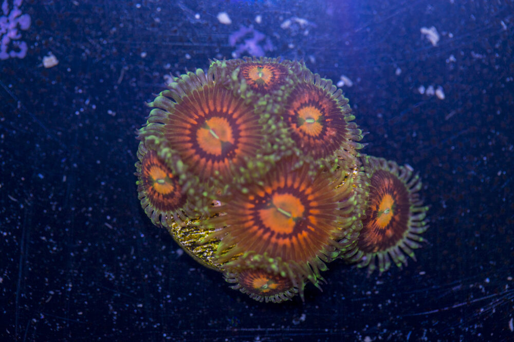 Zoanthids - Rainbow Incinerator