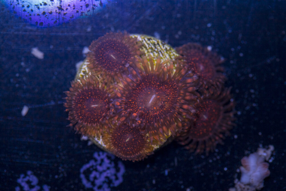 Zoanthids - Darth Maul