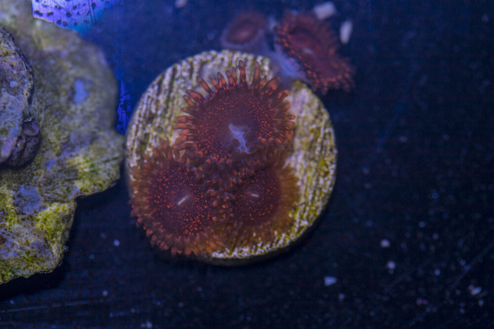 Zoanthids - Darth Maul