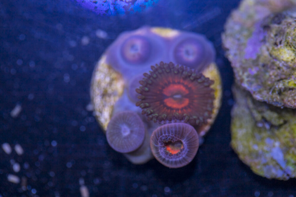 Zoanthids - God of War