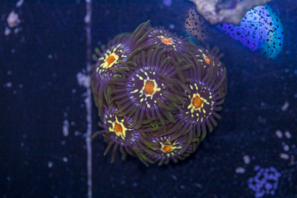 Zoanthids - Pinwheel