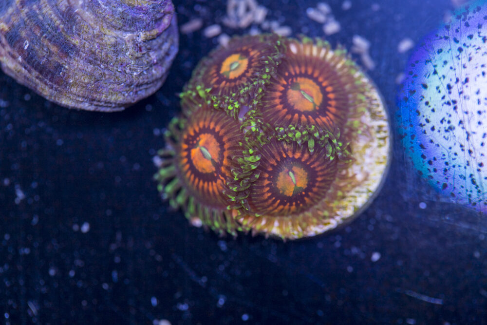 Zoanthids - Rainbow Incinerator