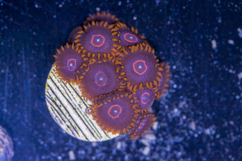Zoanthids - Red Hornet