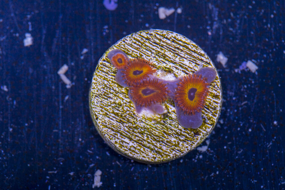 Zoanthids - Diabolique