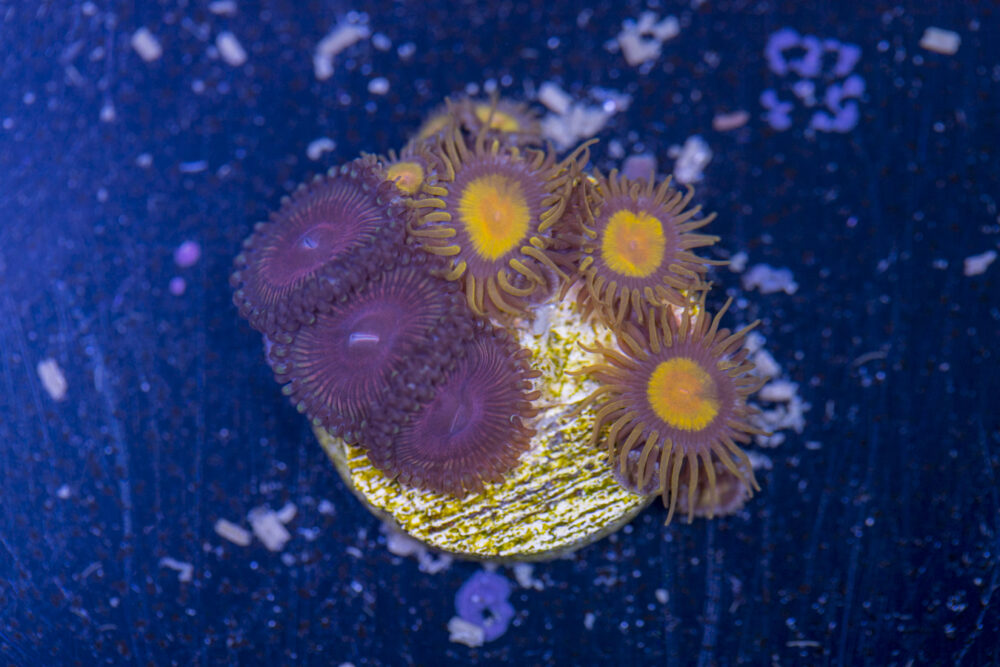 Zoanthids - Tutti Fruitti