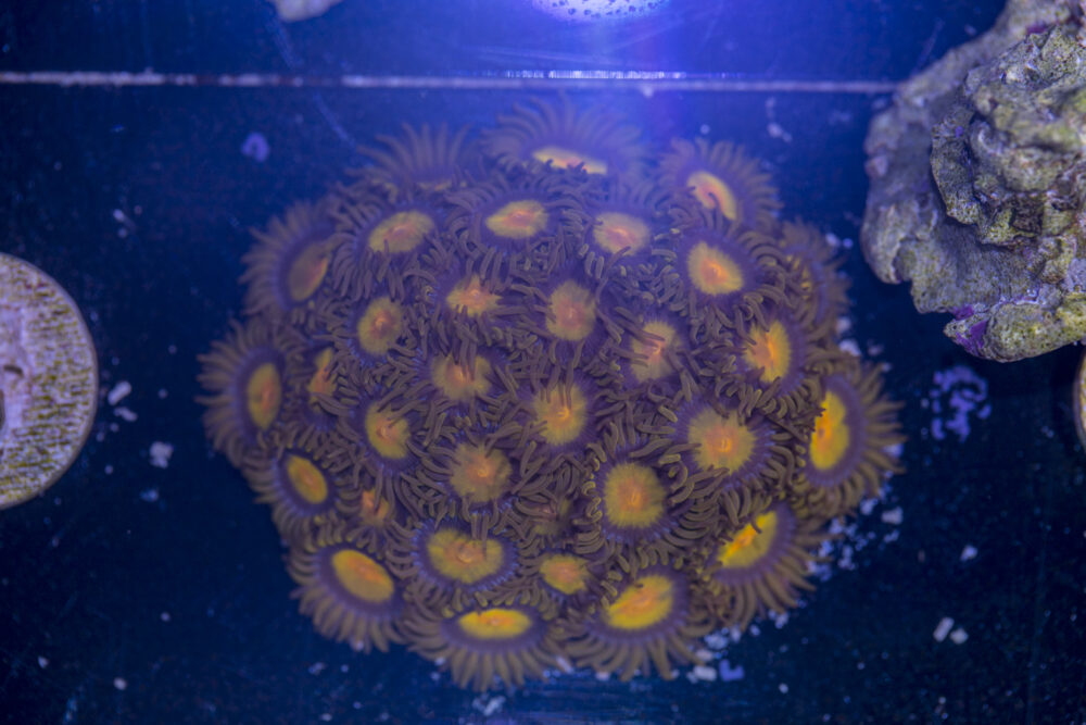 Zoanthids - Tutti Fruitti