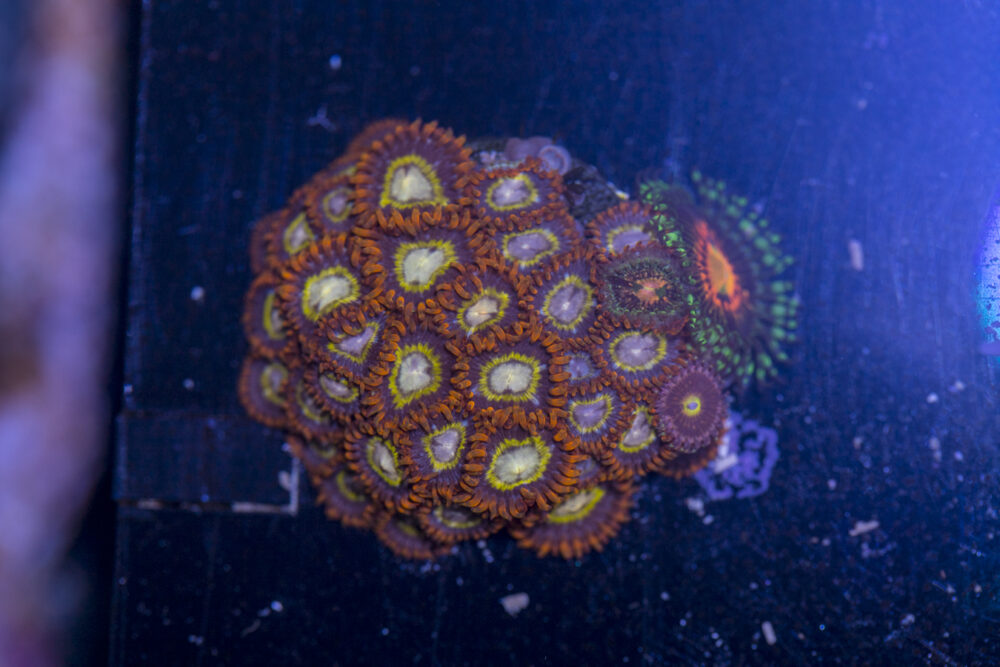 Zoanthids