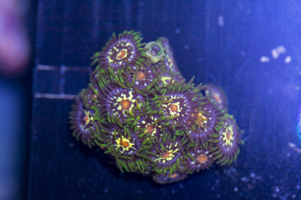Zoanthids - Pinwheel