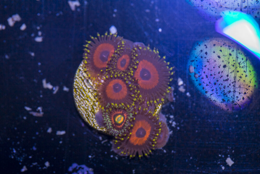 Zoanthids - Whamming Watermelon