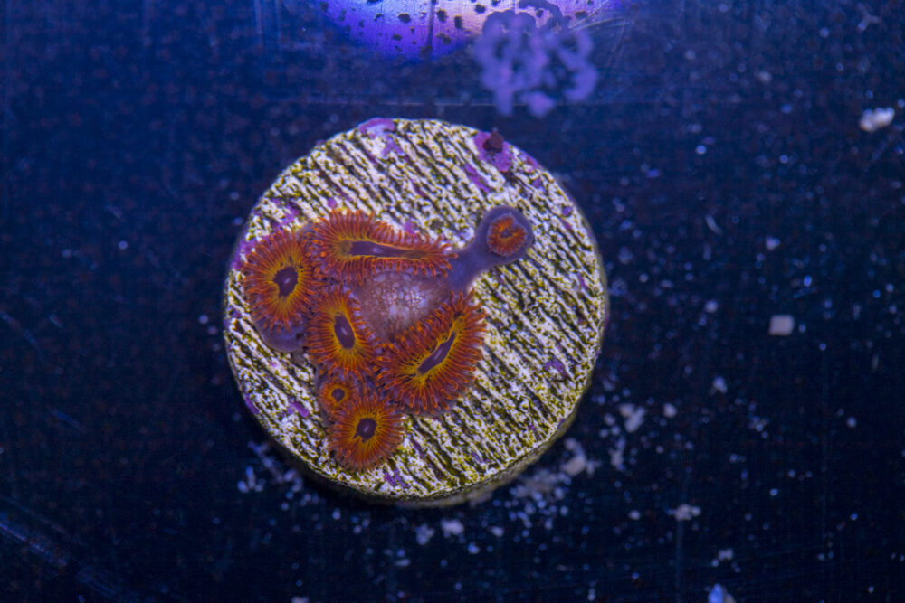 Zoanthids - Diabolique