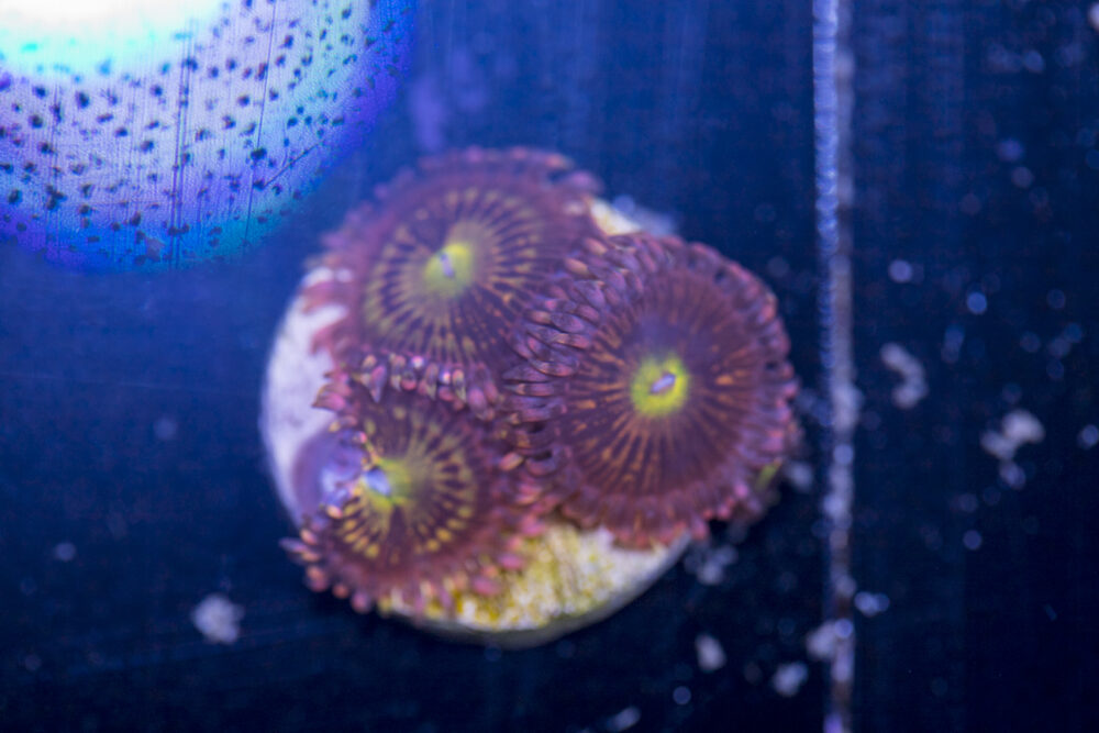 Zoanthids - Alien Anti Venom