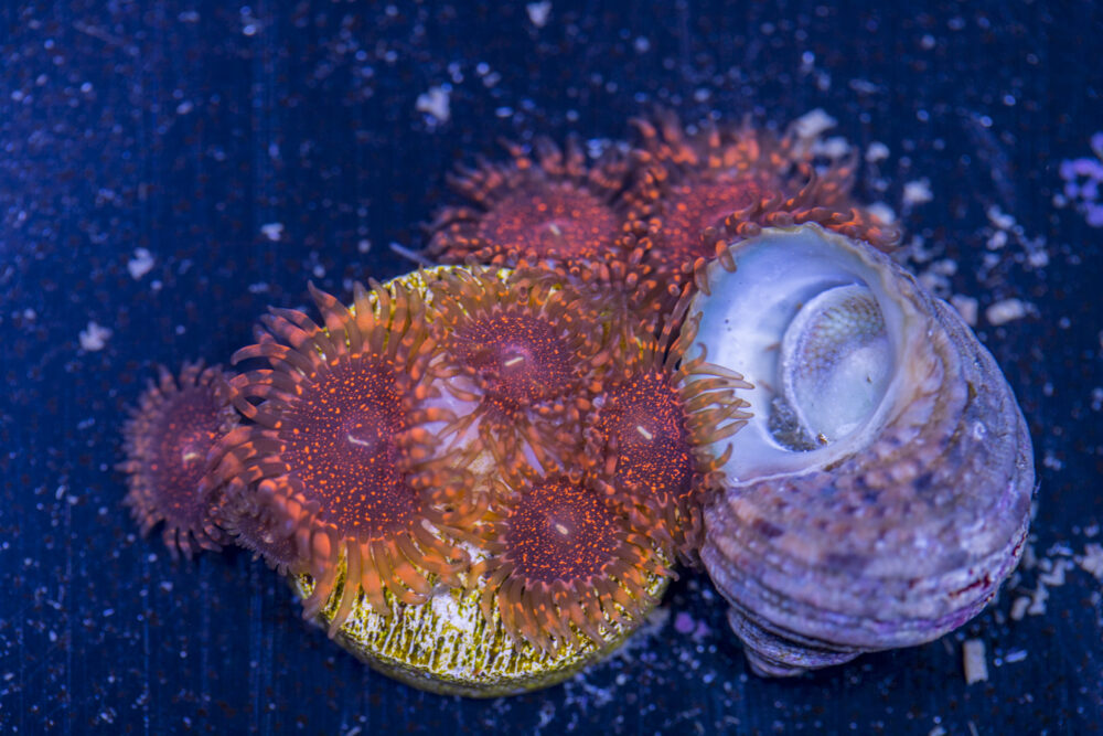 Zoanthids - Darth Maul