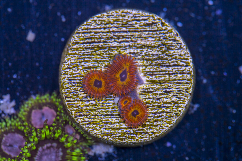 Zoanthids - Diabolique