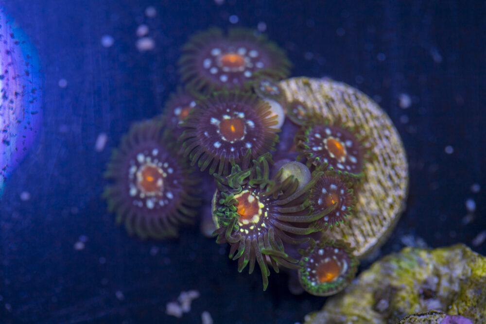 Zoanthids - Pinwheel