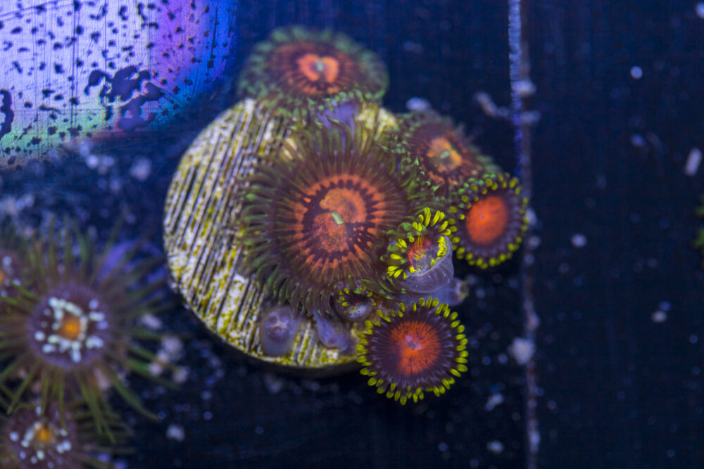Zoanthids - Rainbow Incinerator