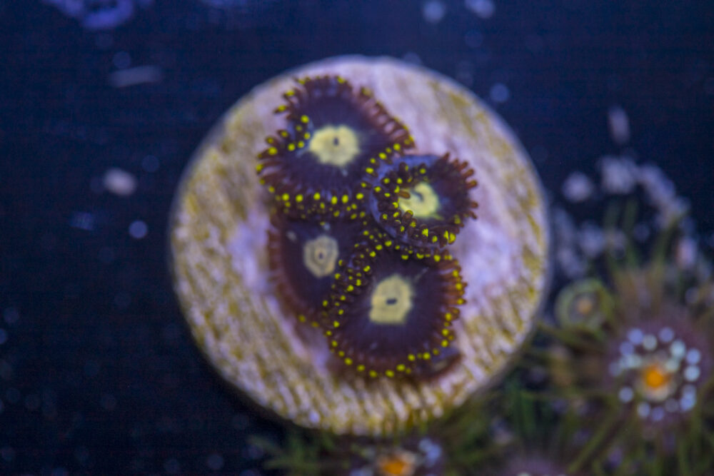 Zoanthids