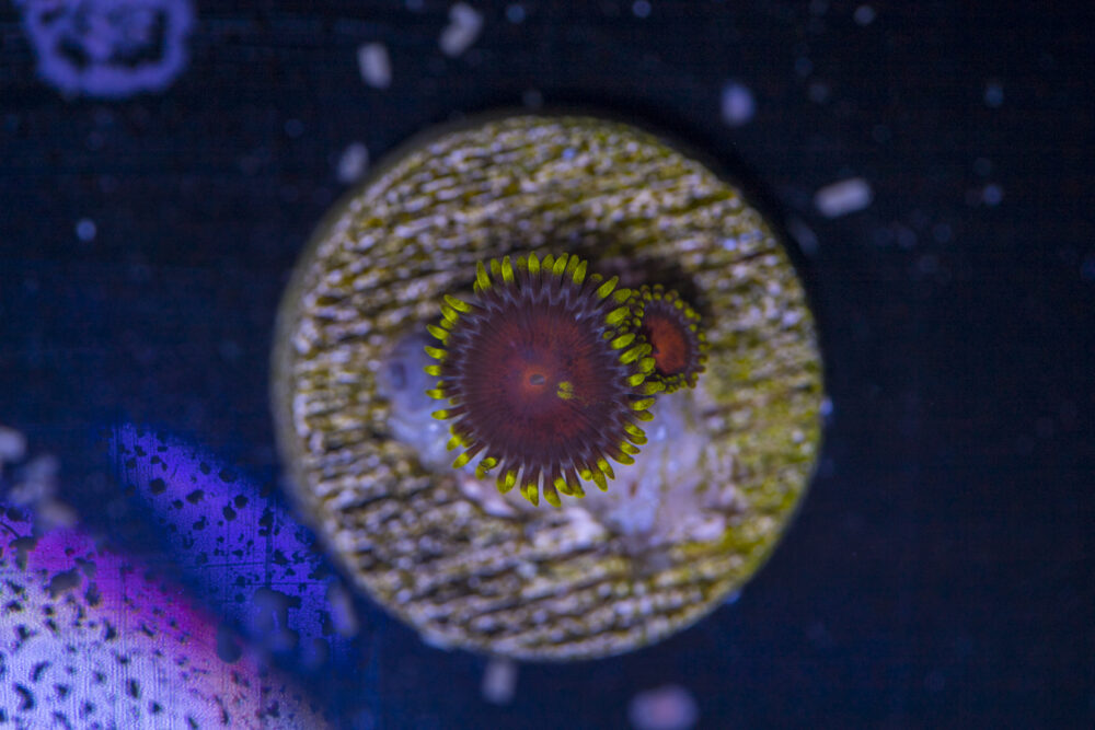 Zoanthids - Whamming Watermelon