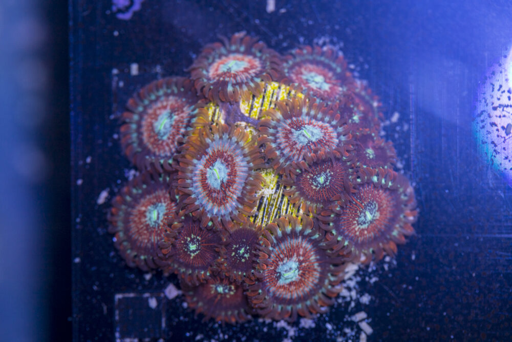 Zoanthids - Magicians