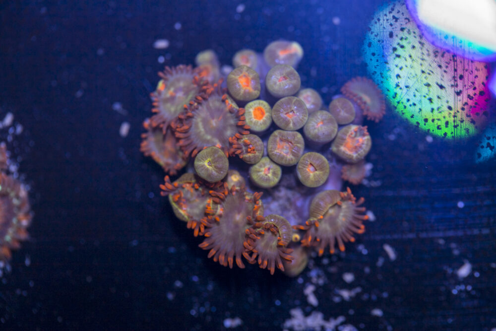 Zoanthids